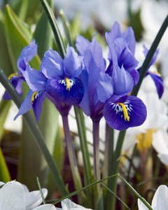 Iris reticulata3